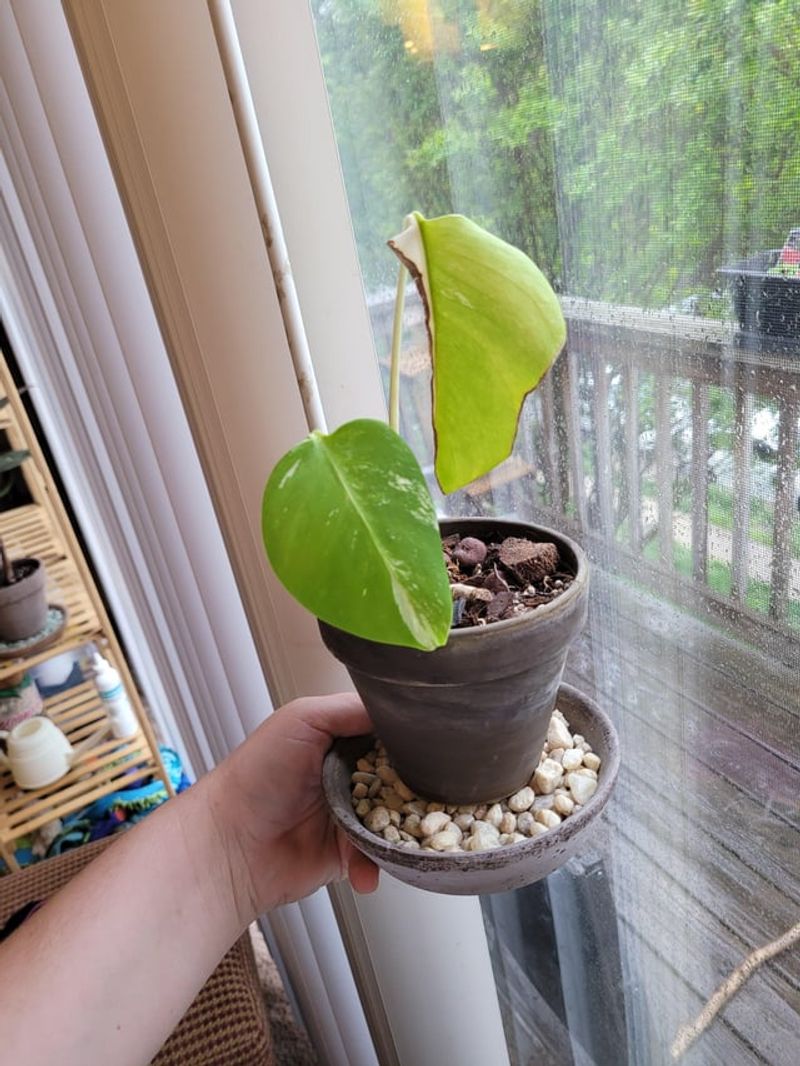 Being Impatient with Growth