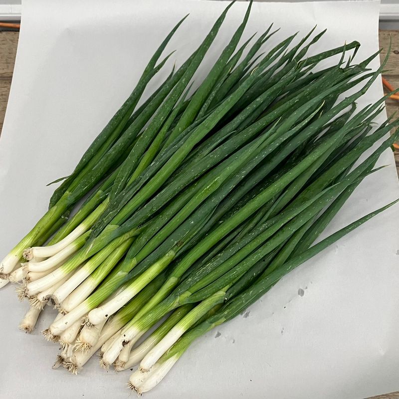 Green Onions (Scallions)