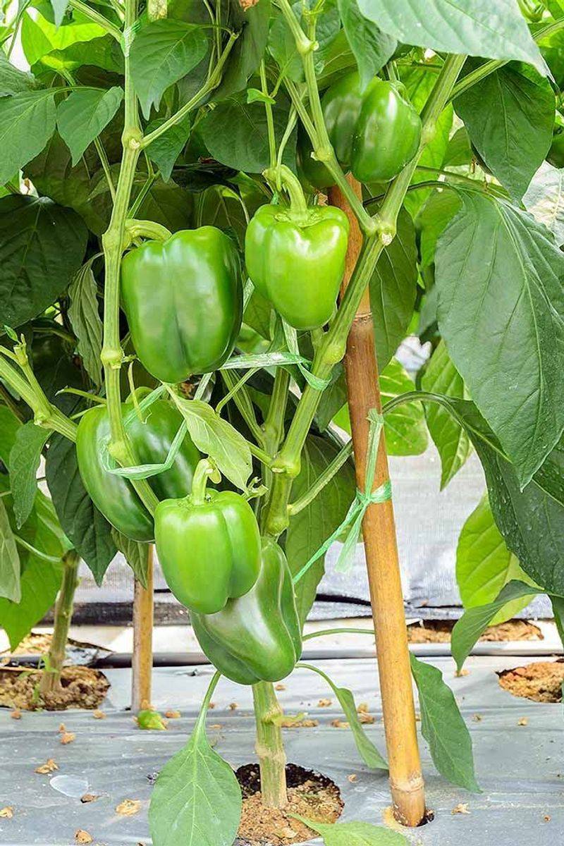 Bell Peppers