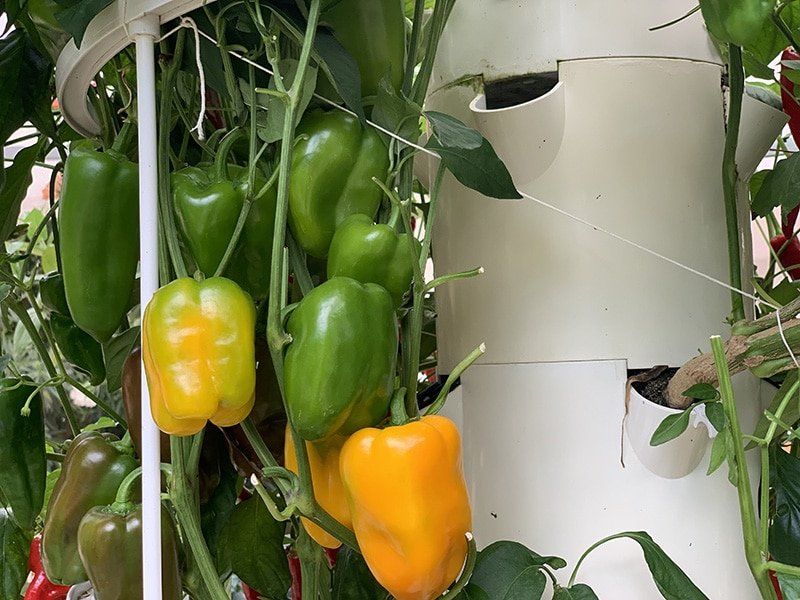 Bell Peppers