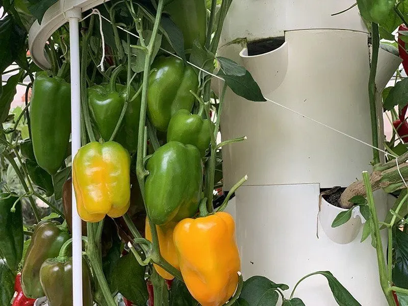 Bell Peppers