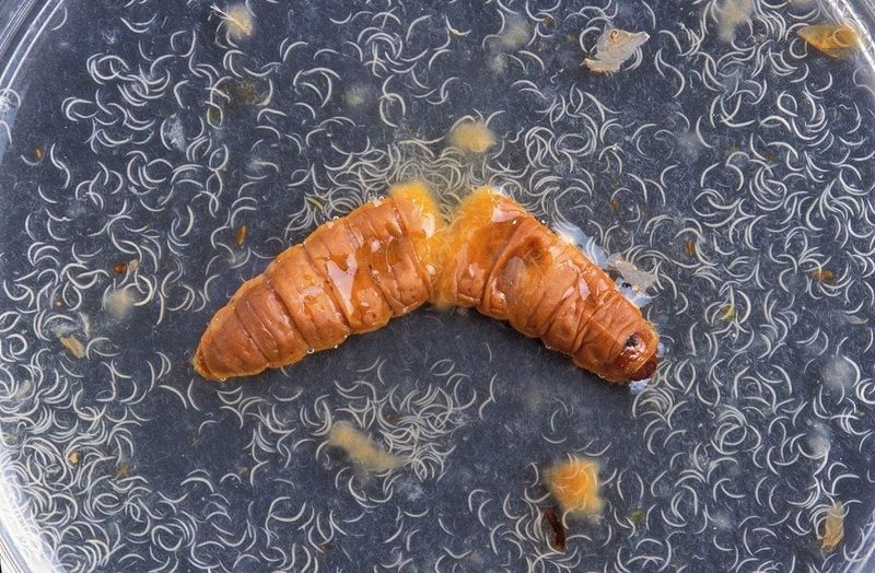 Beneficial Nematodes