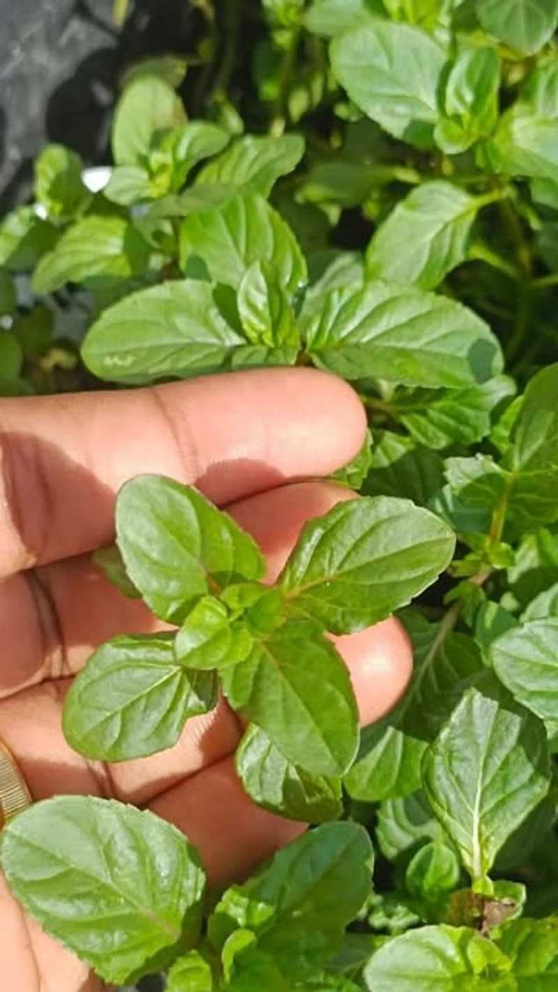 Bergamot Mint