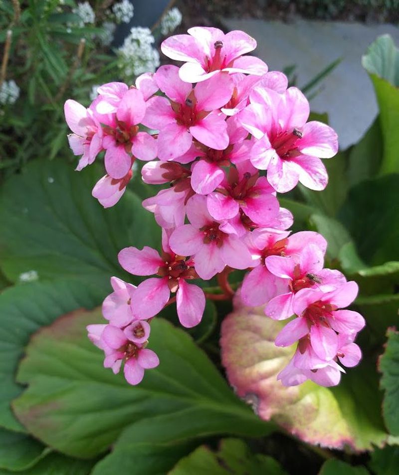 Bergenia