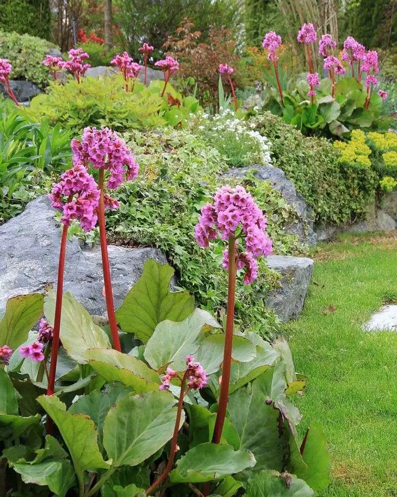 Bergenia