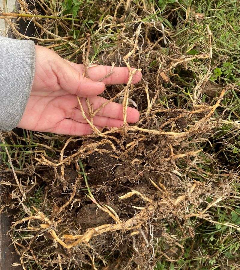 Bermudagrass