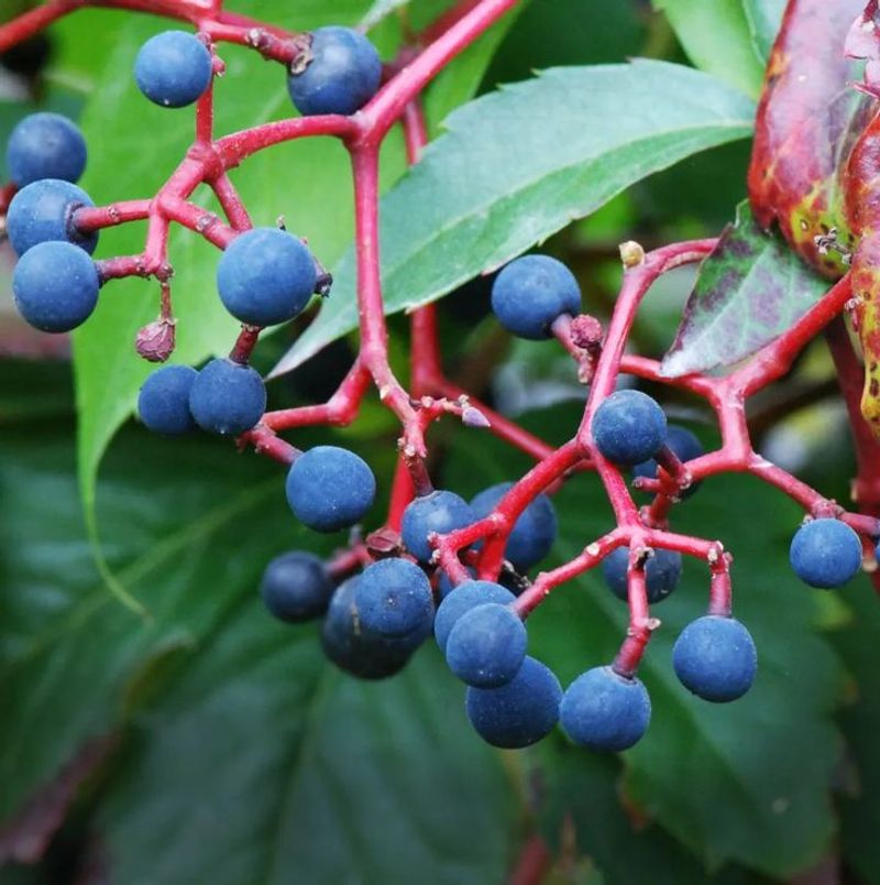 Berries