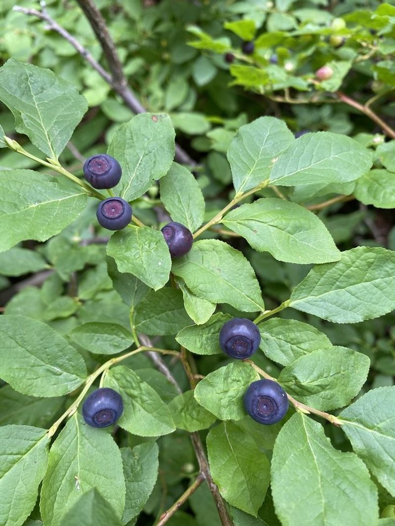 Berries (Raspberries, Blueberries, etc.)