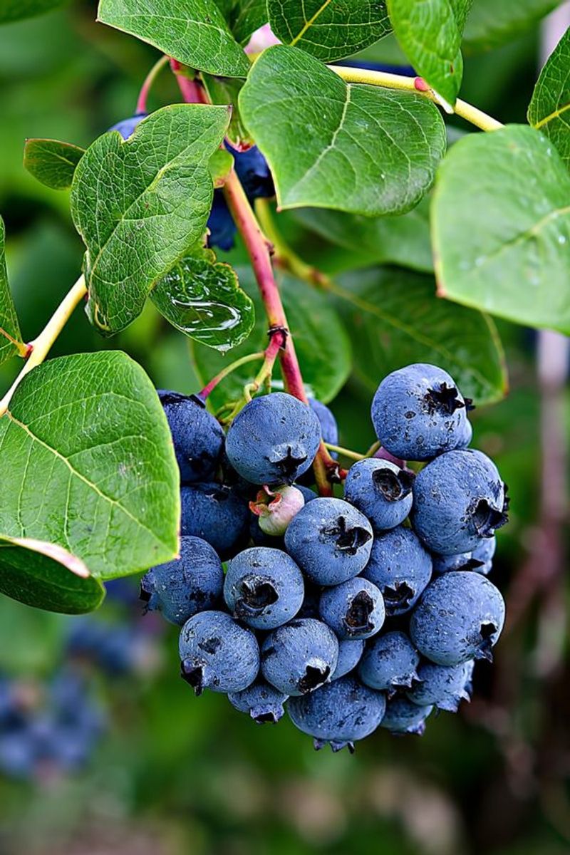Berries