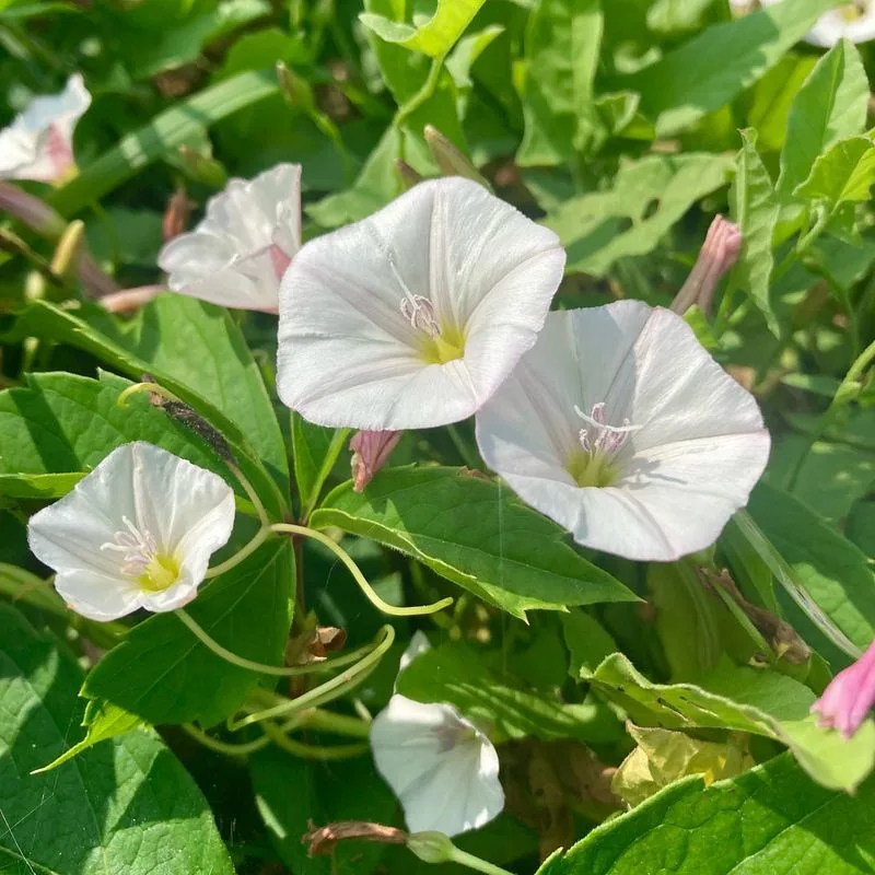 Bindweed