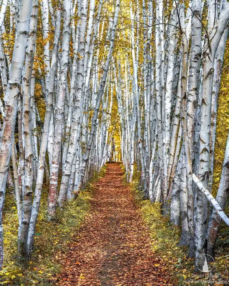 Birch