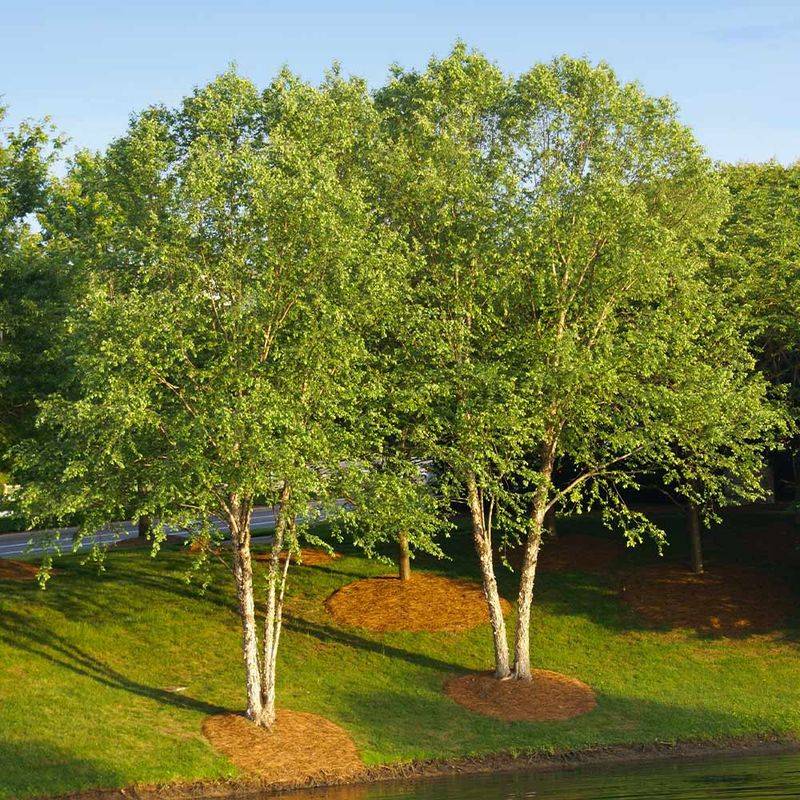 Birch Tree Haven