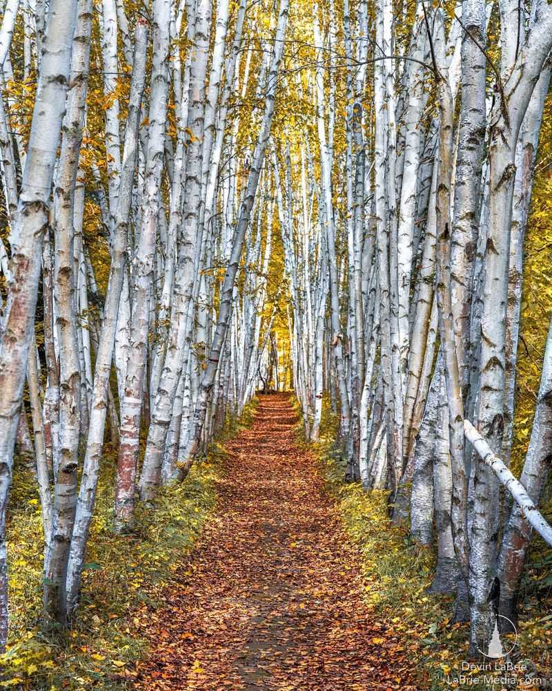 Birch