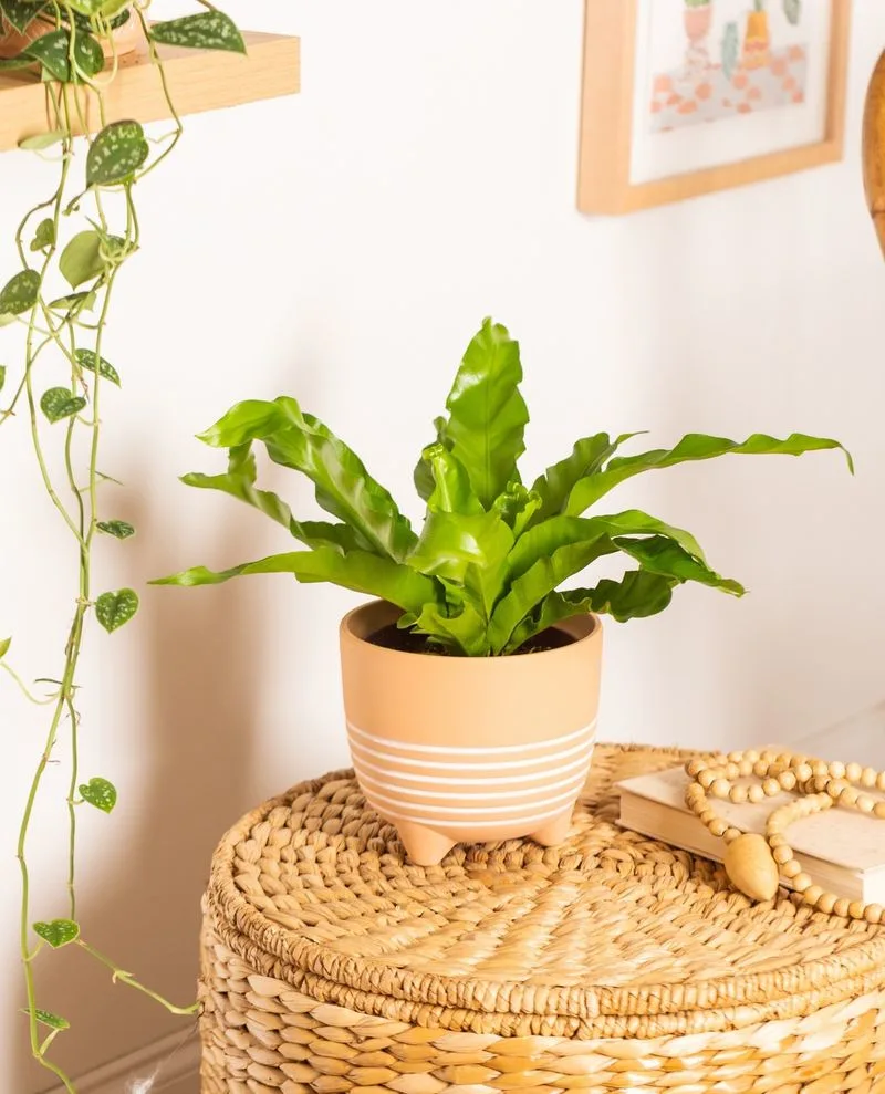 Bird's Nest Fern