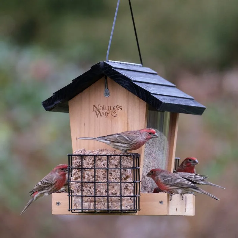 Bird Feeder
