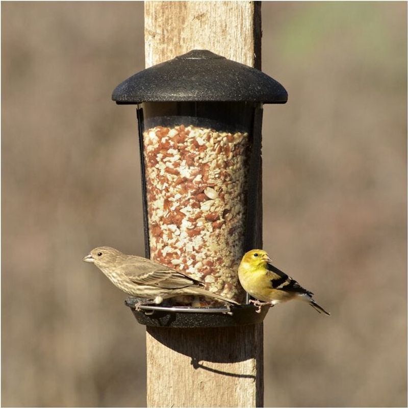 Bird Feeders