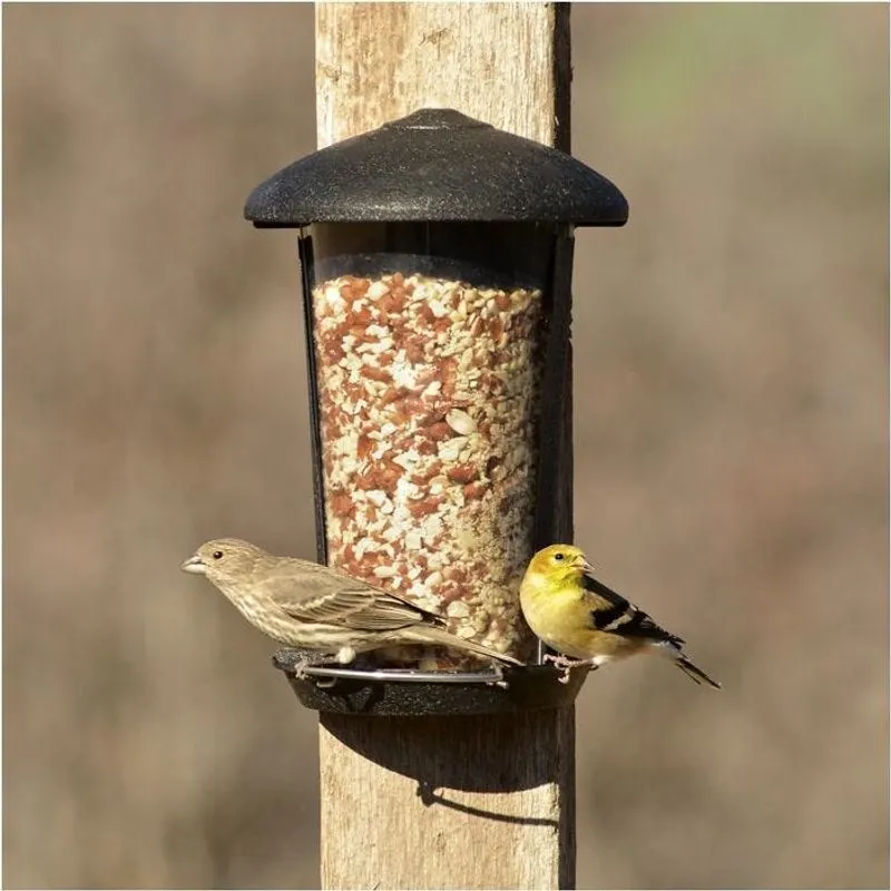Bird Feeders