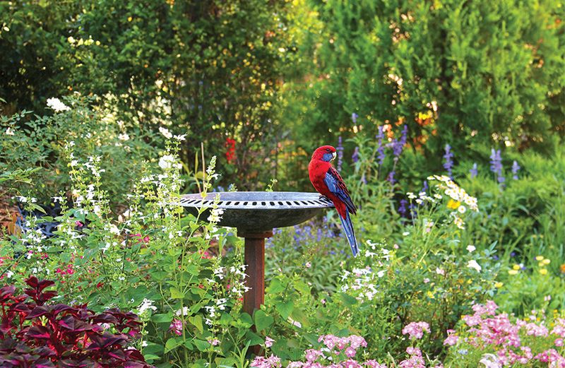 Bird-Friendly Habitat