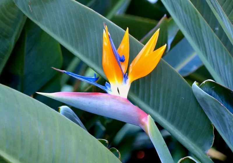 Bird of Paradise
