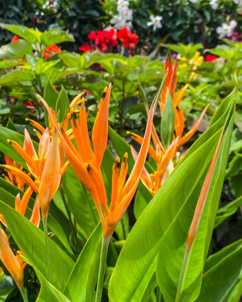 Bird of Paradise