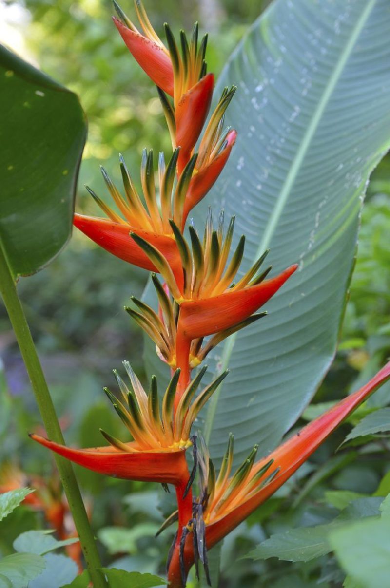 Bird of Paradise