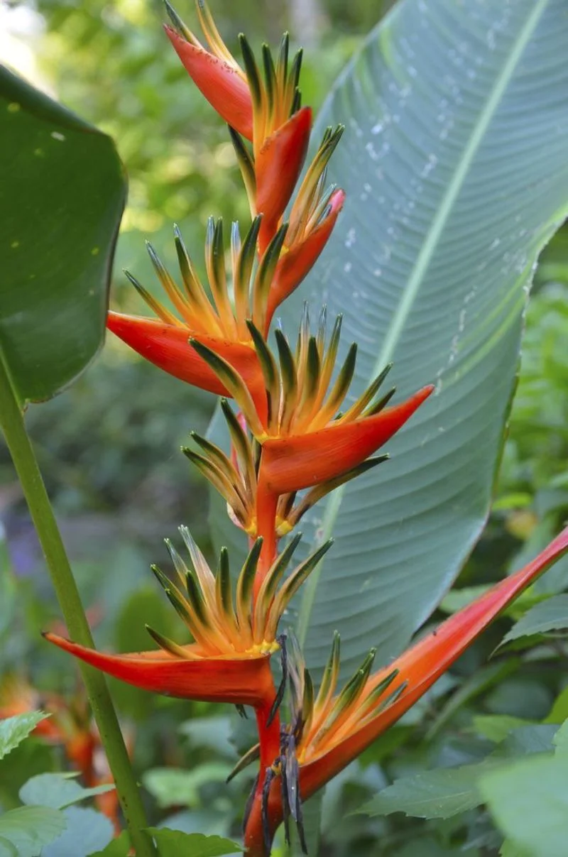 Bird of Paradise