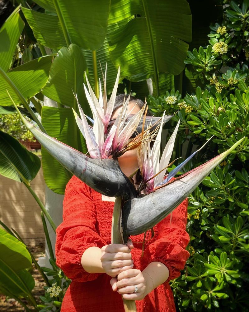 Bird of Paradise