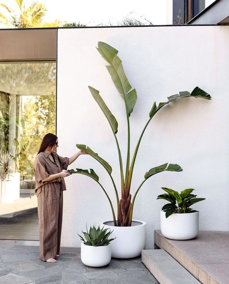 Bird of Paradise