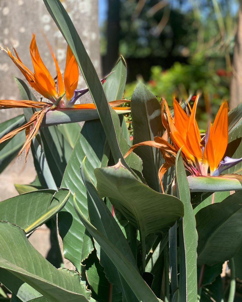 Bird of Paradise