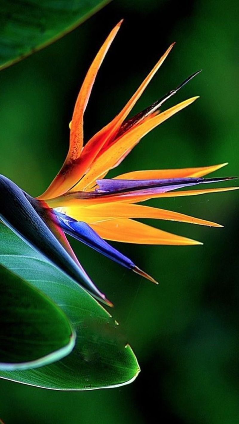 Bird of Paradise