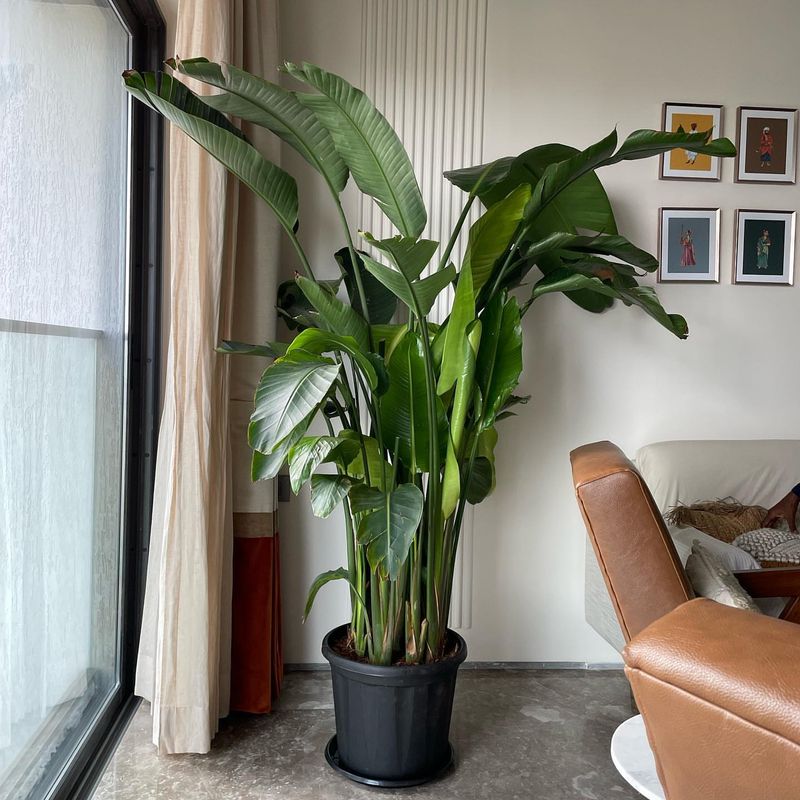 Bird of Paradise