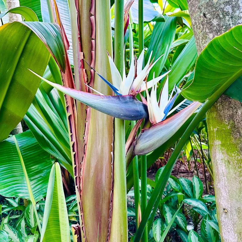 Bird of Paradise