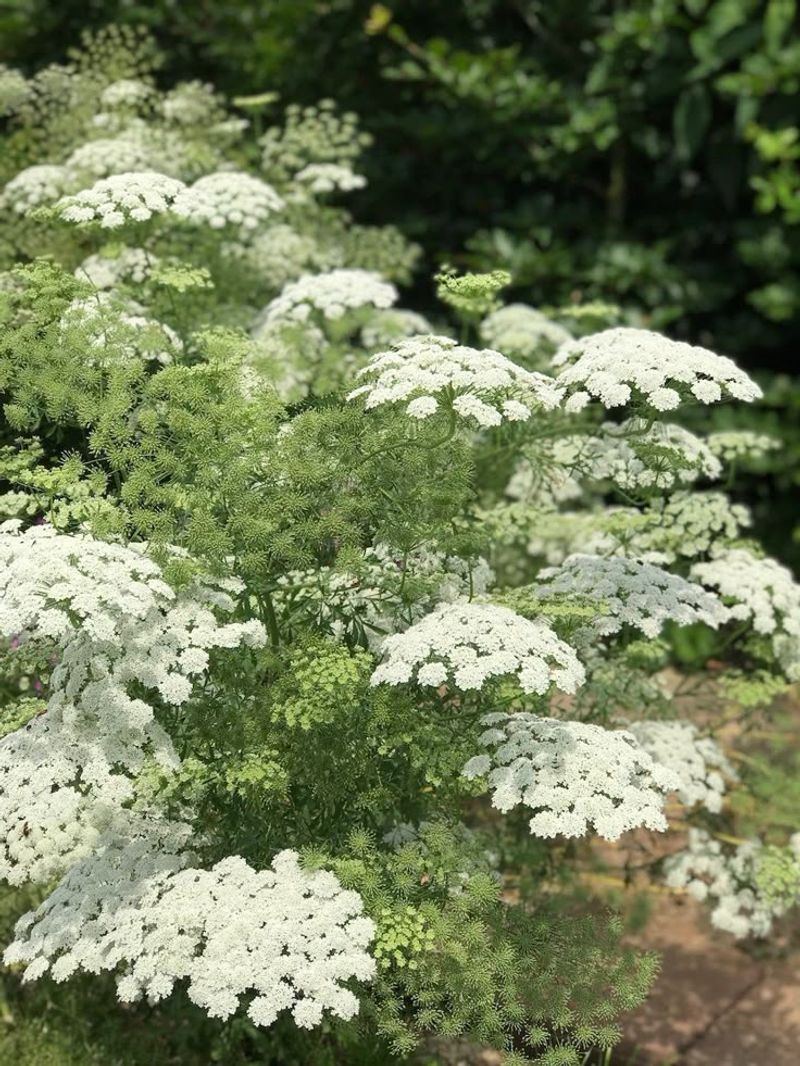 Bishop's Weed