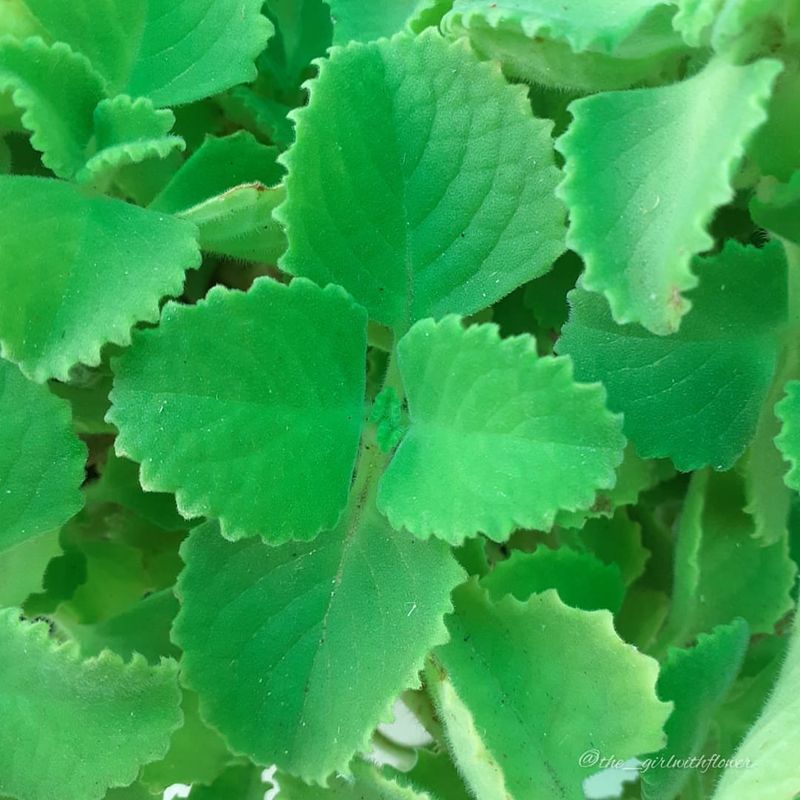 Bishop's Weed
