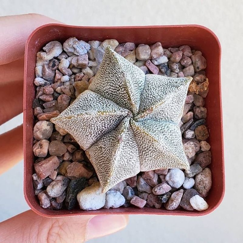 Bishop’s Cap (Astrophytum myriostigma)