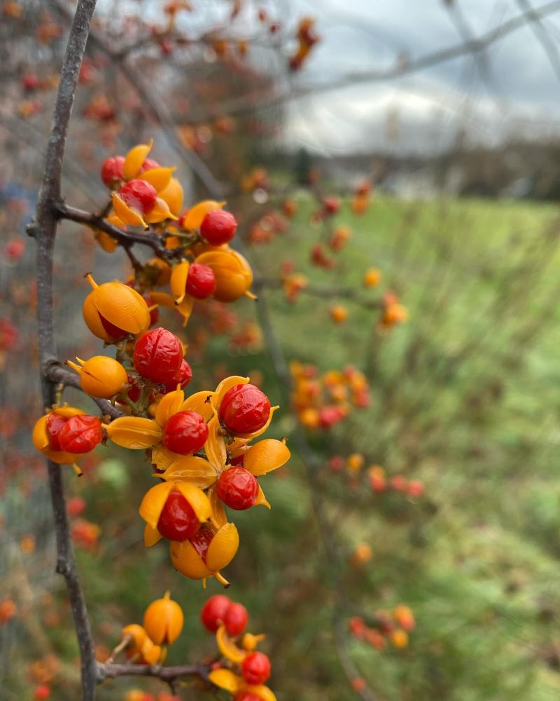 Bittersweet Vine