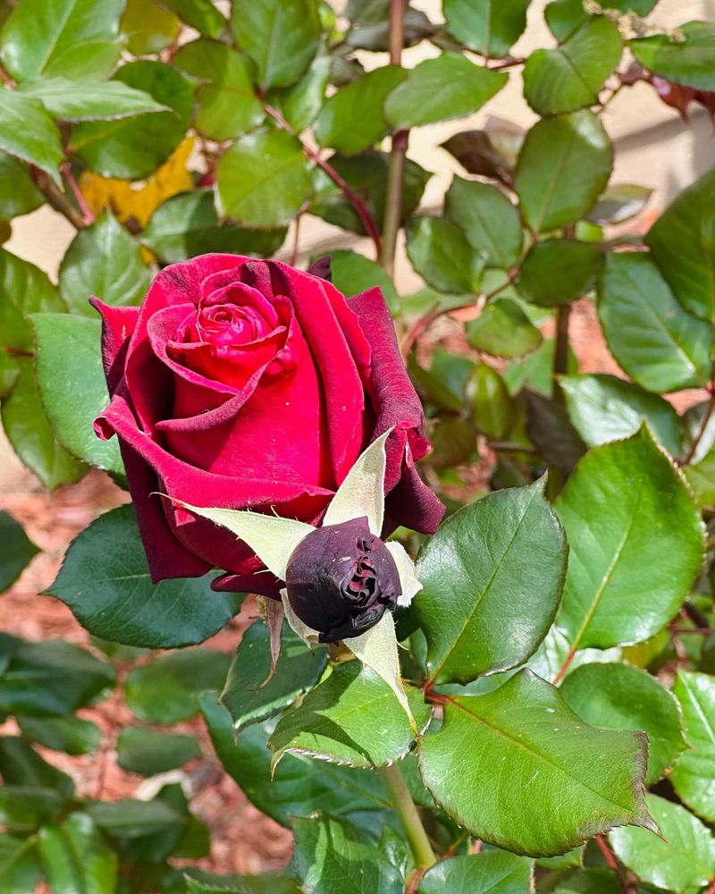 Black Baccara Rose
