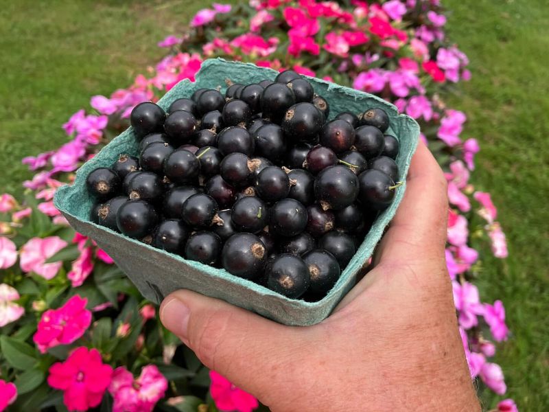 Black Currants
