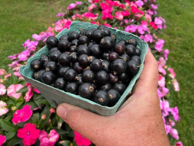 Black Currants
