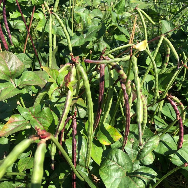 Black-Eyed Peas