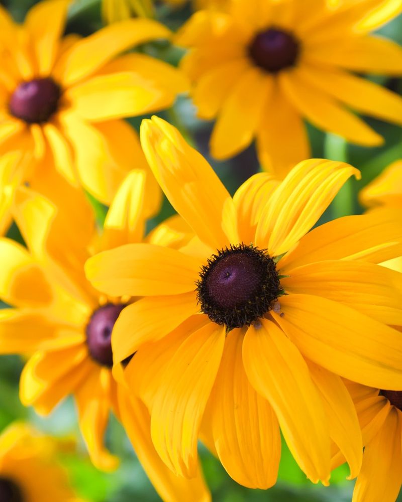 Black-Eyed Susan
