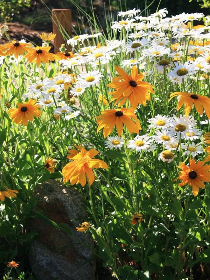 Black-Eyed Susan