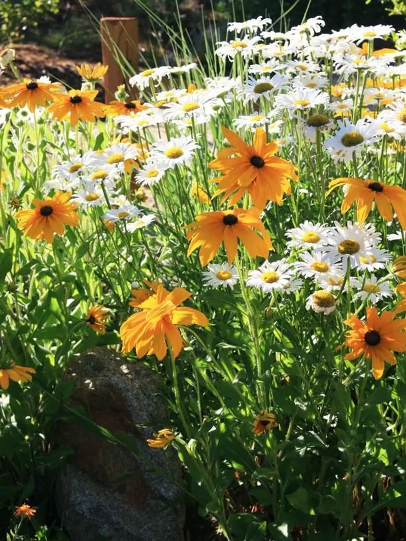Black-Eyed Susan