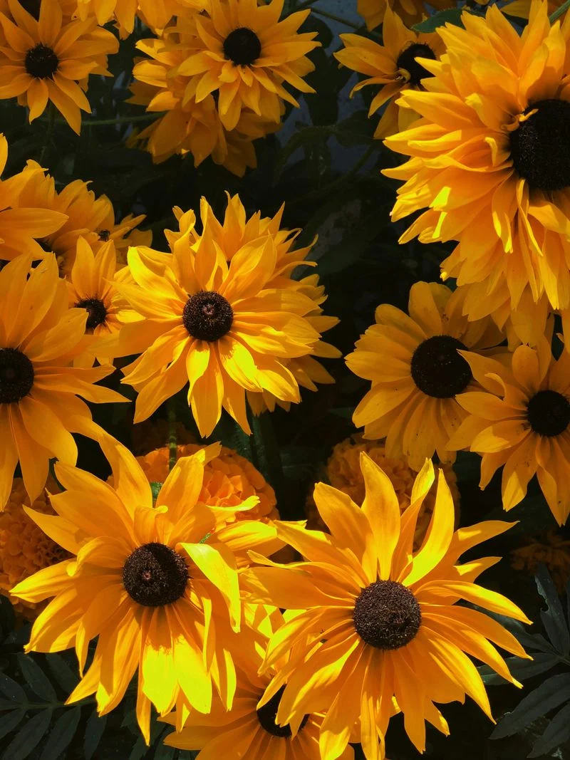 Black-Eyed Susan