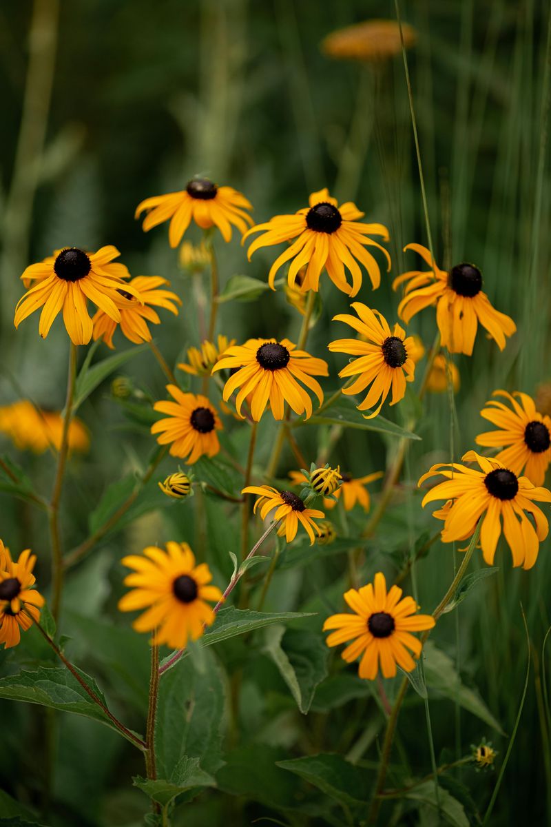 Black-Eyed Susan