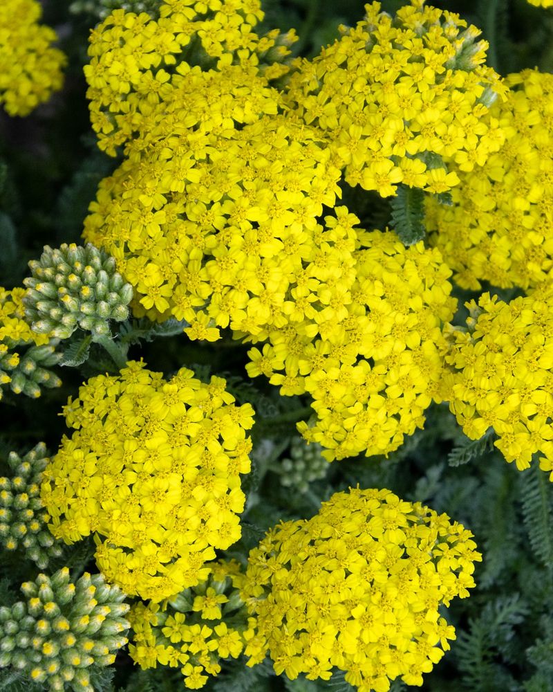 Yarrow (Achillea)