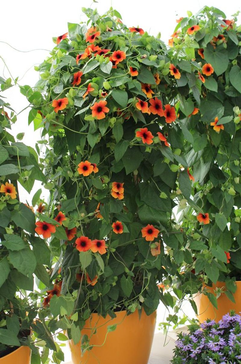 Black-Eyed Susan Vine
