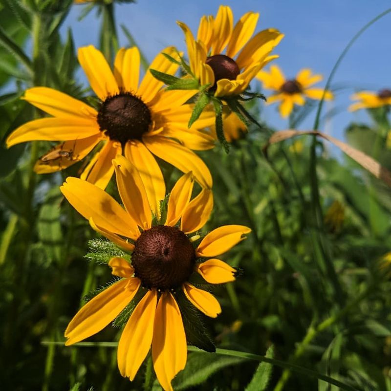 Black-Eyed Susans
