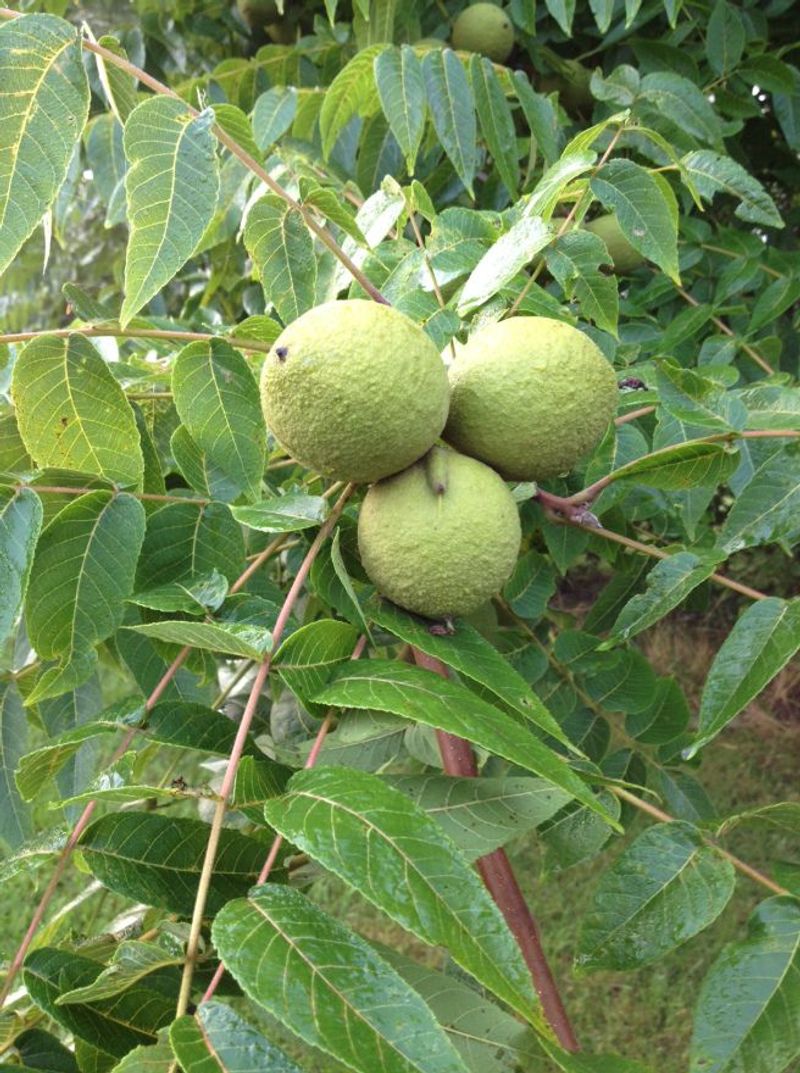 Black Walnut