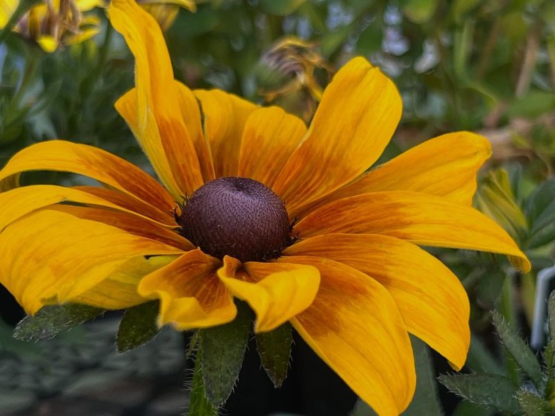 Black-eyed Susan